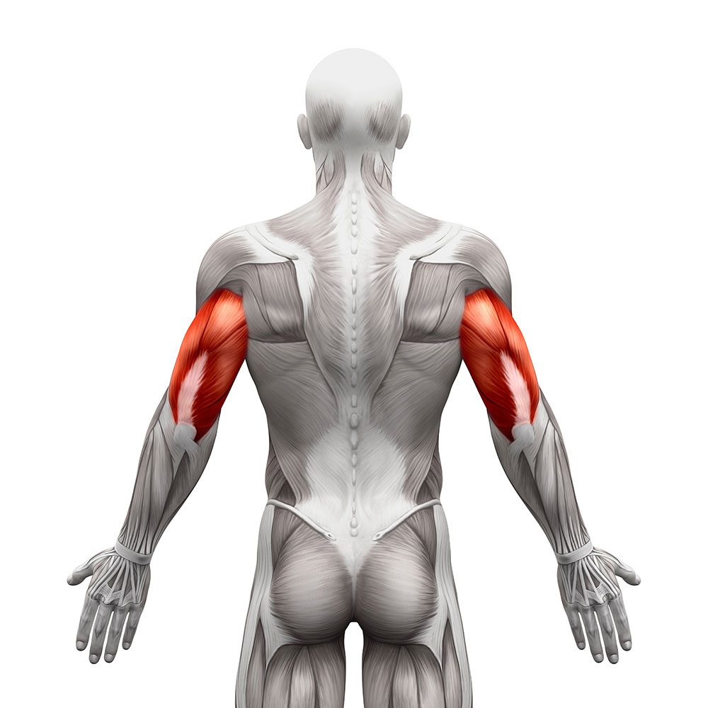 The Best Chest and Triceps Workouts for Building Muscle